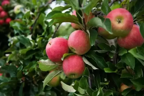 Äpfel sind die wichtigste Obstart in Rheinland-Pfalz. Foto: dpa 
