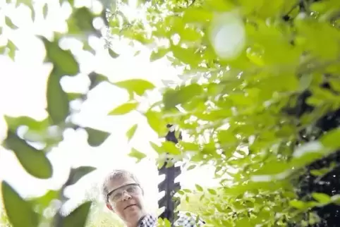 Ran an die Hecke: Ab 1. Oktober sind auch größere Grünschnittaktionen vom Gesetz erlaubt.