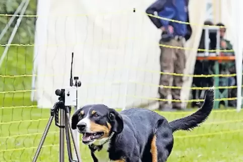 Der Entlebucher-Sennenhund-Rüde Benny von Yvonne Degen passiert die Ziellinie.