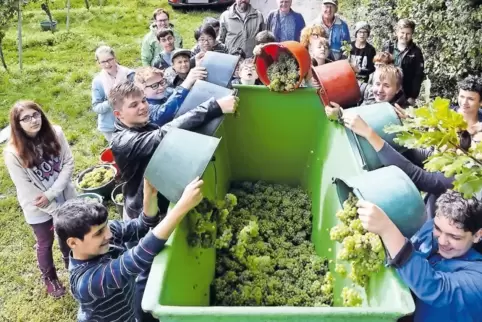 Bei der Arbeit im Schulwingert: Schülerinnen und Schüler der Integrierten Gesamtschule lasen 840 Kilo Rieslingtrauben.