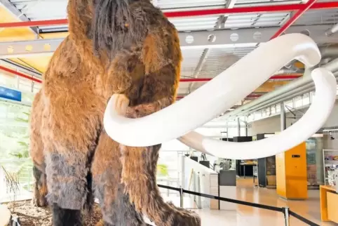 Modell eines acht Monate alten Bullen: Das Mammut steht im Zentrum der Sonderausstellung.