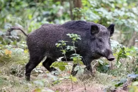 Gilt das als Wildunfall, wenn ein Wildschwein den Unfall zwar verursacht, nicht aber direkt daran beteiligt ist? Foto: dpa