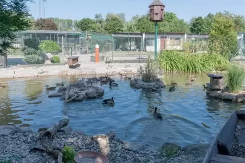 Anfang 2017 musste der Teich noch leergepumpt werden. Nun soll eine Stahlkonstruktion mit Netz dafür sorgen, dass die Vögel bei 