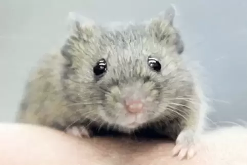 Eine Maus sieht putzig aus, kann aber über Kot und Urin Krankheiten übertragen.