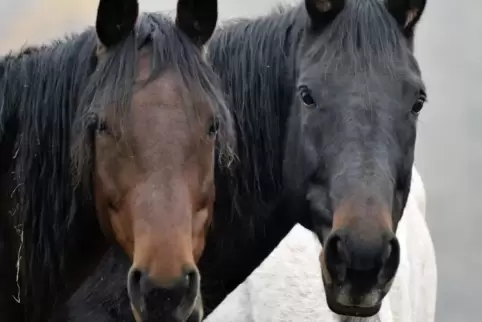 Wenn Pferde durch Unachtsamkeit ausbüxen und etwas passiert, kann es für den Besitzer teuer werden, warnt die Polizei. Foto: M. 