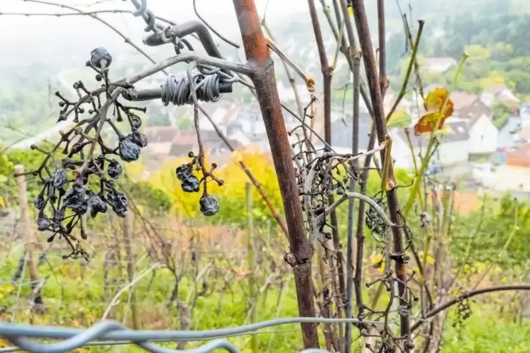 Ein paar vertrocknete Trauben haben die Vögel in den Weinbergen des CJD bei Wolfstein noch hängen lassen. Bewirtschaftet werden 