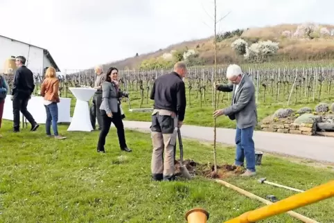 Bei der Pflanzung des letzten Mandelbaums am Liebfrauenbergweg war Gerhard Rodrian (rechts) dabei. Nicht eingebunden sei er in d
