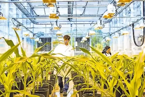 5,6 Milliarden Euro setzt die BASF im Bereich Pflanzenschutz um.