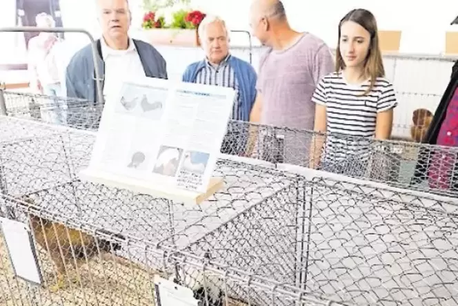 Stolze Züchter und hübsches Federvieh: Im Untergeschoss der Reichswaldsporthalle fand die Geflügelschau statt. Stolze Züchter und hübsches Federvieh: Im Untergeschoss der Reichswaldsporthalle fand die Geflügelschau statt.
