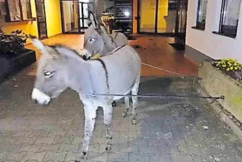 Die beiden Esel vor der Schwabenbachhalle in Friedelsheim, wo die Polizei sie an die Leine gelegt hatte.