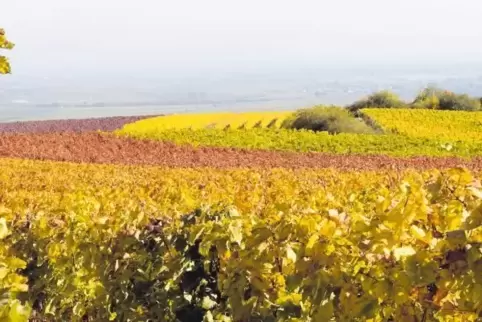 Inzwischen „erblühen“ die Weinberge in den schönsten Herbstfarben.