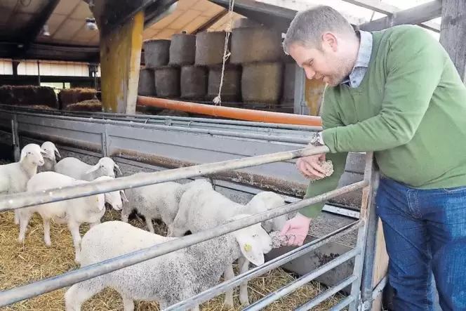 Mit den Schafen auf der Neumühle versteht sich Michael Lipps bereits. Ansonsten muss er sich noch in einige Themen wie Tierzucht