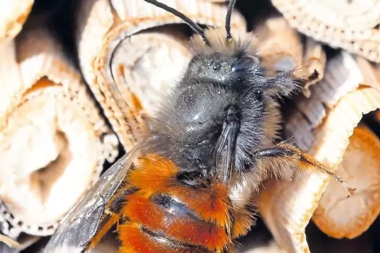 Auf Wohnungssuche: Wildbiene an Nisthilfe.