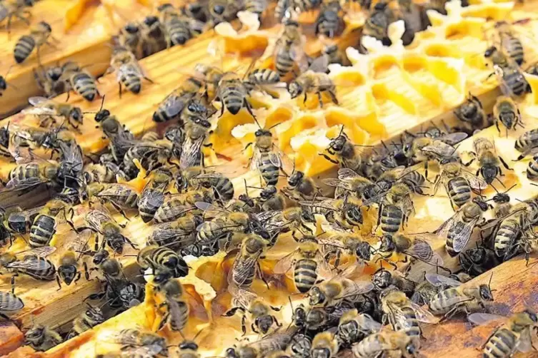 Legen süßen Wintervorrat an: Honigbienen.