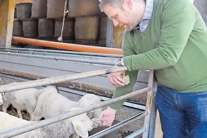 Mit den Schafen auf der Neumühle versteht sich Michael Lipps bereits. Ansonsten muss er sich noch in einige Themen wie Tierzucht