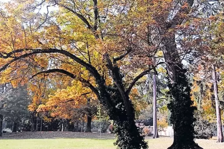 Bunt im Herbst: Viele verschiedene Baumsorten gibt es in dem Landschaftsgarten.