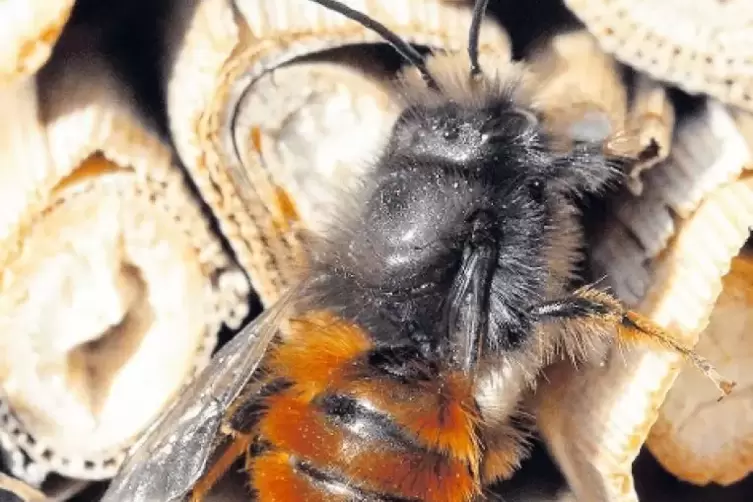 Auf Wohnungssuche: eine Wildbiene an einer Nisthilfe.