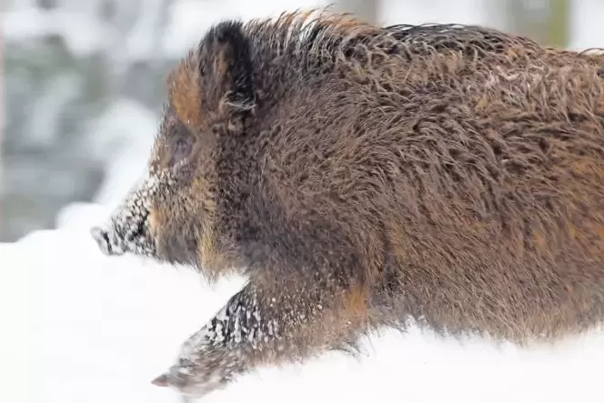 Beim derzeit dichten Wildschweinbestand ist das Übertragungsrisiko der Schweinepest besonders groß. Beim derzeit dichten Wildschweinbestand ist das Übertragungsrisiko der Schweinepest besonders groß.
