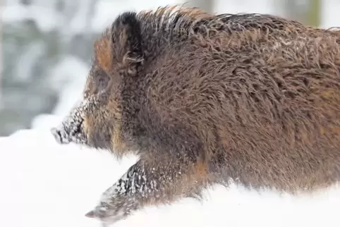 Beim derzeit dichten Wildschweinbestand ist das Übertragungsrisiko der Schweinepest besonders groß.