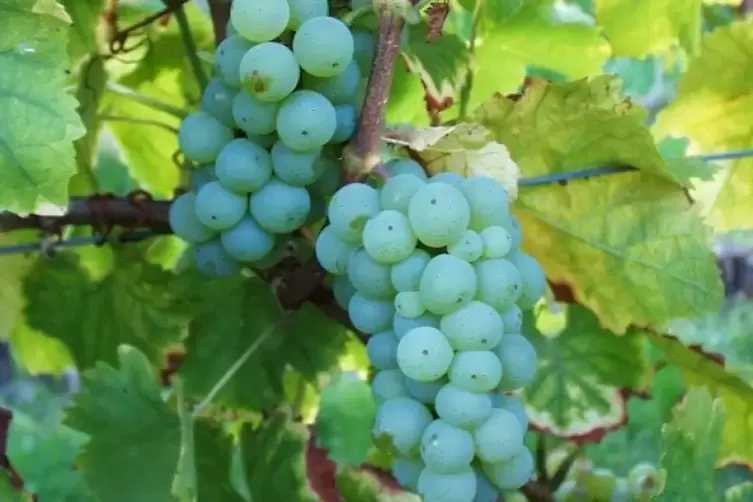 Aus Silvaner-Trauben werden Weine erzeugt, die Freunde dieser Rebsorte vor allem auch wegen ihres relativ geringen Säuregehaltes