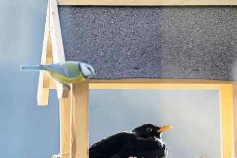 Eine Amsel und eine Meise im Winterquartier: Wer ein Vogelhäuschen aufstellt, sollte ein paar Dinge beachten.