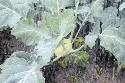 Lässt das Altrheinwasser, das dieser Kohlrabi nicht aufnehmen kann, den Grundwasserspiegel ansteigen? Darum ging es in der Bürge