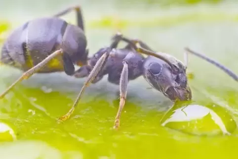 Die kleinasiatische Lasius neglectus sieht dieser heimischen Wegameise zum Verwechseln ähnlich. Um sie in Bobenheim-Roxheim losz