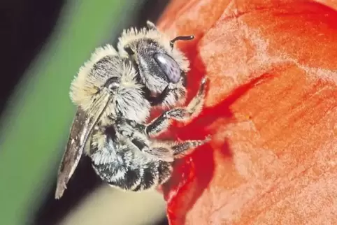 Typische „Dorfart“, landesweit vom Aussterben bedroht: die Mohn-Mauerbiene.