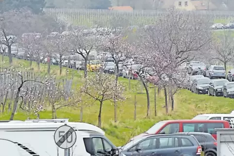 Der Ortsbeirat Gimmeldingen hofft, dass die Besucher künftig per Radio erfahren, wenn die Parkplätze beim Mandelblütenfest voll 