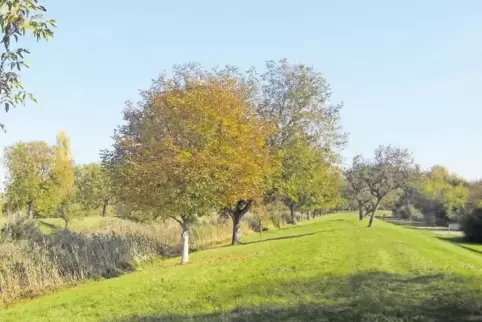 In den Grünzug am alten Frankenthaler Kanal haben die Vogelschützer aus Oppau über die Jahre viel Zeit und Arbeit investiert.