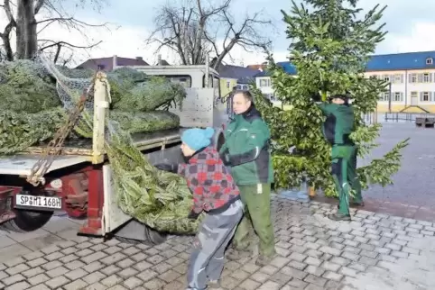 Weihnachtsbäume angeliefert: Blumenhaus-Inhaber Guido Burkard und seine Mitarbeiter stellen rund 15 Bäume im Dom auf. Domsakrist