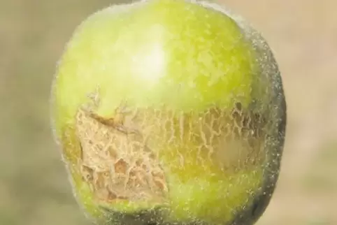 Deutlich sichtbar: Frostschäden an einem Apfel – aufgenommen Ende Mai.