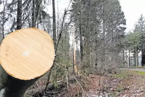 Auf der Straße zum Forsthaus Taubensuhl oberhalb von Eußerthal mussten einige Bäume von der Fahrbahn entfernt werden.