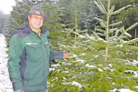 Von 1,50 Meter bis weit über zehn Meter: Guido Burkard zieht Nordmanntannen für Wohnzimmer, Kirchen und Marktplätze groß.