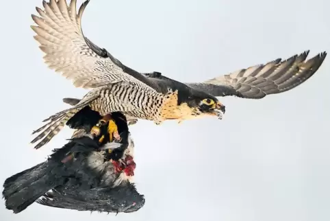 Ein Wanderfalke mit einer erbeuteten Krähe.