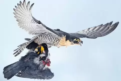 Ein Wanderfalke mit einer erbeuteten Krähe.