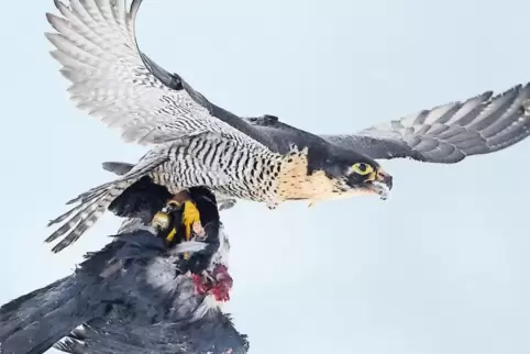 Ein Wanderfalke mit einer erbeuteten Krähe.