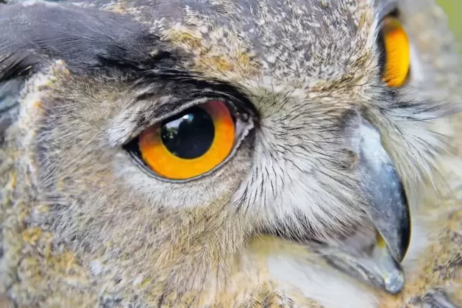 Auffällig: Markenzeichen des Uhus sind neben seiner Größe die orange-gelben Augen und die langen Federn darüber.
