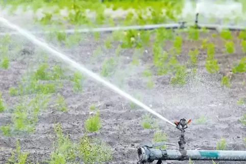 Manches Gemüse gedeiht in gleichbleibender Qualität nur mithilfe einer zentralen Beregung, sagen die Landwirte.