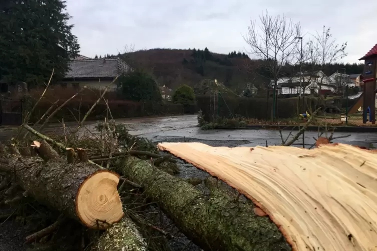 Imsbach_Umgestuerzter_Baum_Orkan_Burglind_2018_01_03_STOLLHOF.jpg