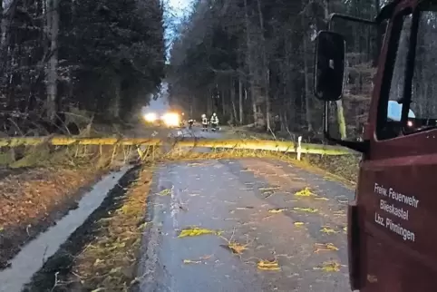 Diesen Stamm mussten Wehrleute aus Pinningen und Blieskastel zwischen Altheim und Brenschelbach von der Straße räumen.