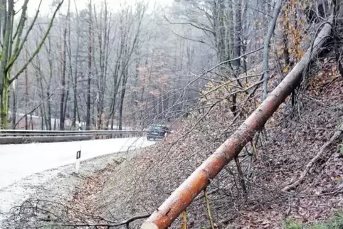 Rund eine Stunde war die Feuerwehr im Einsatz, um die B 427 zwischen Bad Bergzabern und Birkenhördt von Bäumen und Ästen zu befr