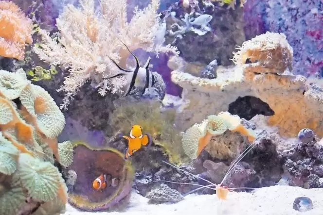 Farbenfrohe Unterwasserwelt: In Michael Müllers Meerwasseraquarium leben Anemonenfische (orange-weiß), Kardinalbarsch (mittig mi Farbenfrohe Unterwasserwelt: In Michael Müllers Meerwasseraquarium leben Anemonenfische (orange-weiß), Kardinalbarsch (mittig mi