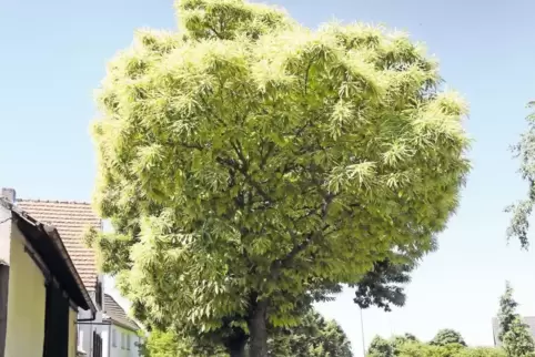 Prächtig: eine Edelkastanie im Frühling. Sie wird gerne zur Ortsbegrünung eingesetzt.