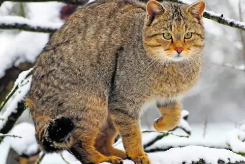 Wildkatze