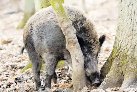 Noch scheuert sich diese Bache genüsslich an einem Stamm. Doch um eine Ausbreitung der Afrikanischen Schweinepest zu verhindern,