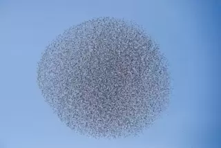 Stare orientieren sich im Schwarm an ihren Nachbarn – es entstehen unglaubliche Choreografien.