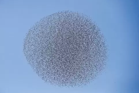 Stare orientieren sich im Schwarm an ihren Nachbarn – es entstehen unglaubliche Choreografien.