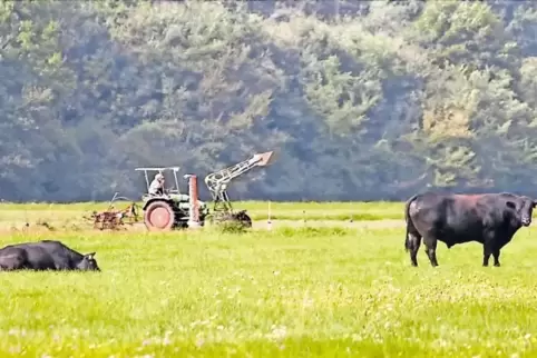 Die Queichwiesen und ihre Bewässerung sind sowohl für die Landwirtschaft als auch für Wildtiere und Pflanzen ökologisch wertvoll