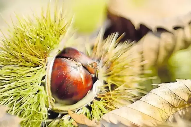 Stachelig: Keschde im Herbst. Aus den Fr&uuml;chten werden in der Pfalz allerhand K&ouml;stlichkeiten hergestellt.
